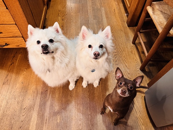 a picture of two white fluffy dogs and one small brown dog